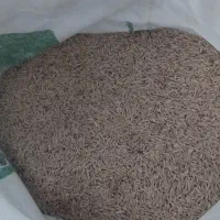 جو بذری آبی درجه یک ۱تن