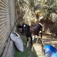 سلام کاو برای فروش درجة یک  و شرطة  سالم