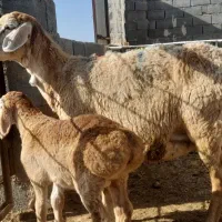 میش چینی بره نره