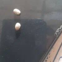 مهره اصلی بشرط