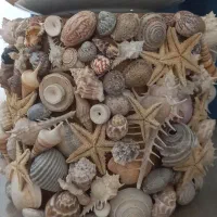 صدف های زیبا به قیمت مناسب