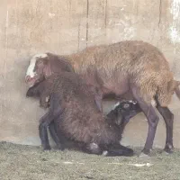 تعداد ۱۳راس میش قزل افشار بره دار ۱۴راس بره|حیوانات مزرعه|طسوج, |دیوار