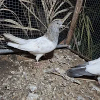 کله ای نر
