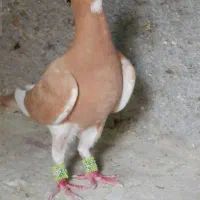 کبوتر پلنگ زرد گم .شده