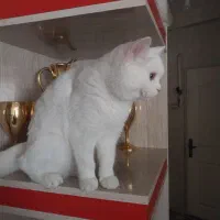 گربه اسکاتیش