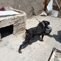 سگ نژاد دار