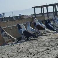 دسته رنگی 40 تایی|پرنده|مرودشت, ژیان|دیوار