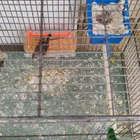 فنچ مولد|پرنده|جوانرود, |دیوار