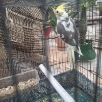 عروس هلندی ابلق|پرنده|پیر بکران, |دیوار