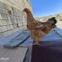 مرغ برهما 1ساله تخم گذار