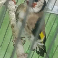 سهره
