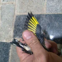 نر و ماده سهره به تعداد|پرنده|مهاباد (آذربایجان غربی), |دیوار