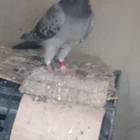 کبوتر پلاکی