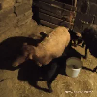 میش و بره شیشک