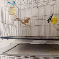 قناری نر و ماده آهویی|پرنده|الیگودرز, |دیوار