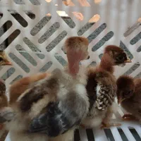 جوجه محلی اصیل کرچ شووتخم گذار|حیوانات مزرعه|گتاب, |دیوار