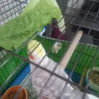 عروس هلندی|پرنده|رشت, پاره بیجار|دیوار