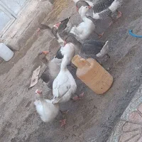 فروش  غاز طبیعی  با قیمت مناسب