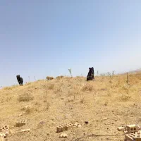 2تاتوله قدرجانی|سگ|کرانی, |دیوار