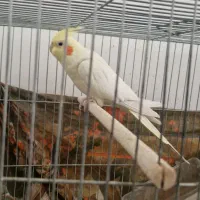 عروس هلندی ماده تخم گذار