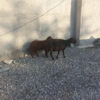 گوسفند ابست و بره نر|حیوانات مزرعه|آق قلا, |دیوار