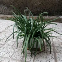 گیاه الوورا