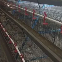 قفس تخمگذار منبری درحد