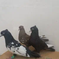 سه تا کبوتر بهبهونی