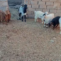 بزغاله ماده و نر و چوش سانن|حیوانات مزرعه|اسلامیه, |دیوار