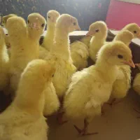 جوجه بوقلمون بیوتی ۶ فوق سنگین