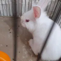 بچه خرگوش ناز
