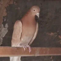 کله دمبی زرد سفید پرشی بازدید پیربکران|پرنده|پیر بکران, |دیوار