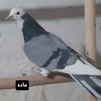 کفتر دولاب تن کردنی|پرنده|تهران, آهنگ|دیوار