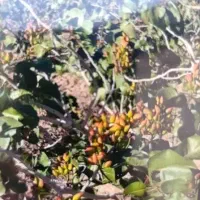 زمین کشاورزی وآب چاه موتوروباغ پسته ای