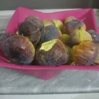 انجیرمحلی تازه ودرجه یک موجوده
