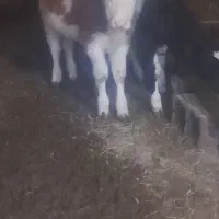 گوساله سمینتال