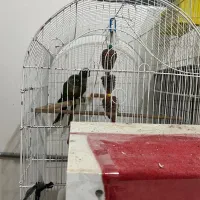 گرینجیک عروس هلندی مرغ عشق|پرنده|ارومیه, |دیوار