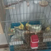 عروس هلندی جفت|پرنده|بهارستان, |دیوار