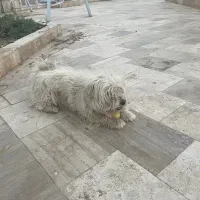 واگذاری سگ|سگ|قائن, |دیوار