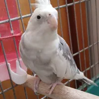 عروس هلندی دوکت|پرنده|قرچک, محمد آباد|دیوار