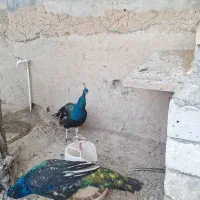 طاووس|پرنده|اصفهان, آزادان|دیوار