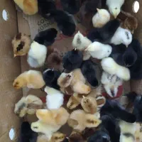 جوجه محلی نژاد گلین و گلپایگانی