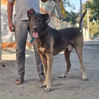 باسلام واگذاری سگ سرابی از بهترین نسل