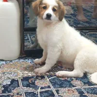 سگ باهوش و بازی گوش برای فروش