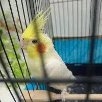 فروش عروس هلندی