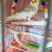 عروس هلندی نر و ماده
