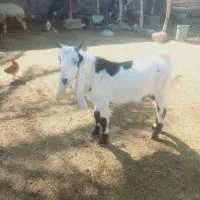 بز نر|حیوانات مزرعه|اهواز, الهائی|دیوار