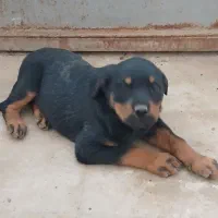 روتوایلر|سگ|قم, شهر قائم|دیوار