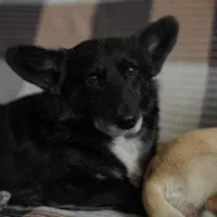 ولش کورگی پمبروگ دوساله برترین نژادسگ|سگ|بهشهر, |دیوار