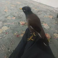 مینا سخنگو دستی|پرنده|خمینی‌شهر, |دیوار